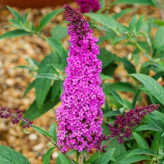 Buddleja davidii 'Pink Delight'