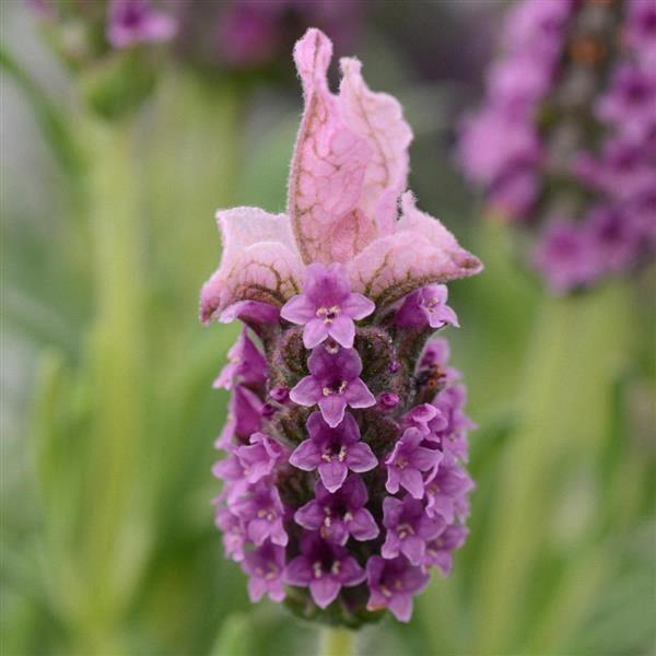 Lavandula stocheas LaVela compact dark pink*