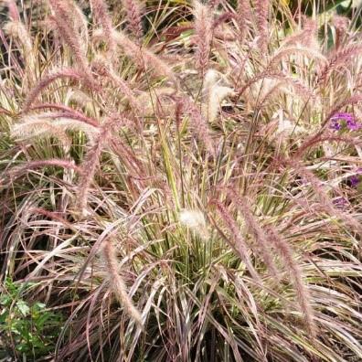 Pennisetum x advena ‘Cherry Sparkler’