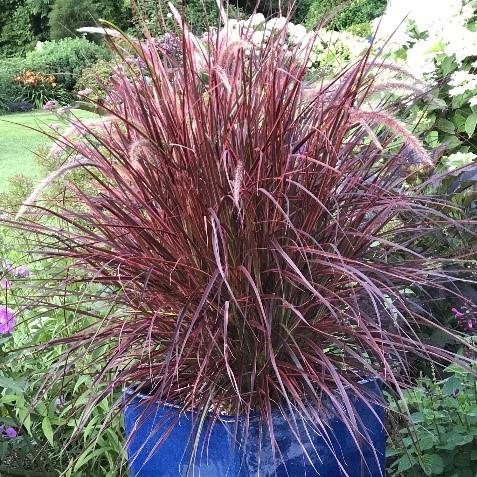Pennisetum x advena 'Fireworks' 