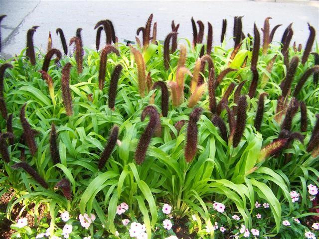 Pennisetum glaucum ‘Jade Princess’