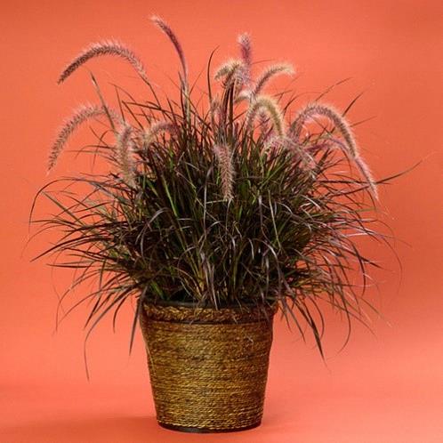 Pennisetum setaceum RUBRUM Graceful Grasses® Purple Fountain Grass