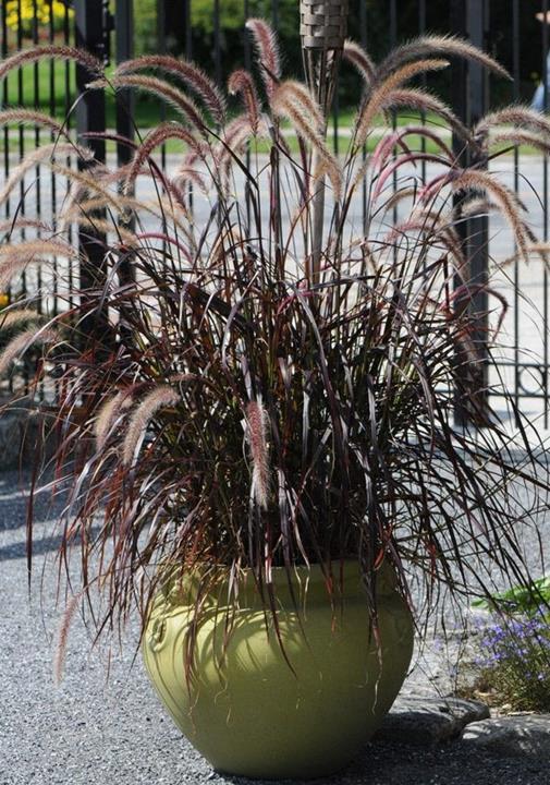 Pennisetum setaceum RUBRUM Graceful Grasses® Purple Fountain Grass