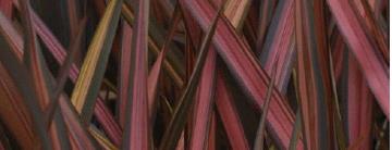 Phormium tenax rainbow sunrise