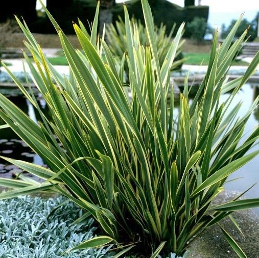 Phormium tenax variegatum (Lin de Nouvelle-Zélande)