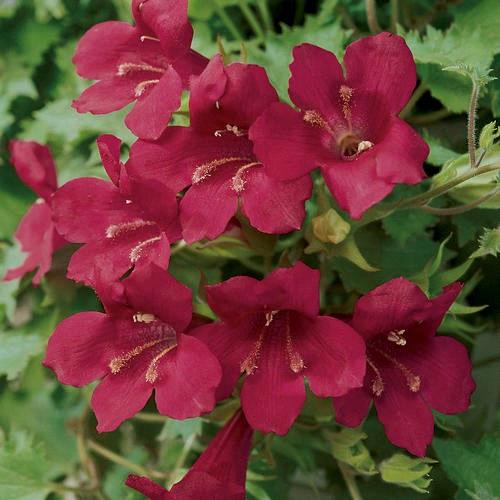 Lophospermum Lofos® Wine Red