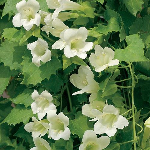Lophospermum compact Lofos® White