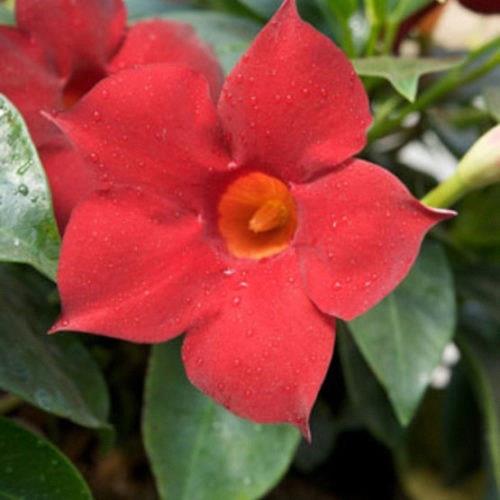 Dipladenia (mandevilla) Sun Parasol® Garden Crimson (rouge) TREILLIS