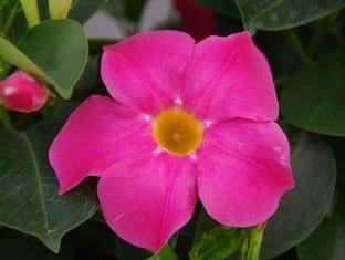 Dipladenia (mandevilla) Bella™ Grande pink TREILLIS