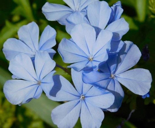 Plumbago imperial blue 