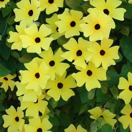 Thunbergia Sunny Susy® Yellow Dark Eye℗