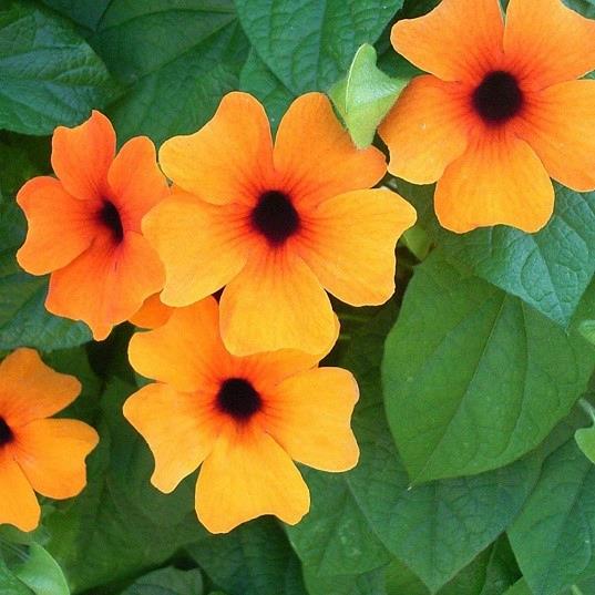 Thunbergia Sunny Susy® Orange℗