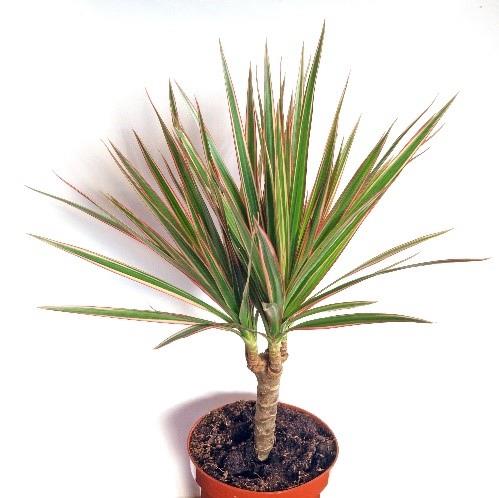 Dracaena tropical marginata (dragonnier de madagascar)