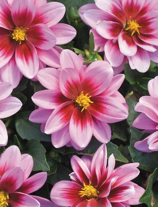 Dahlia Dalaya® Yogi