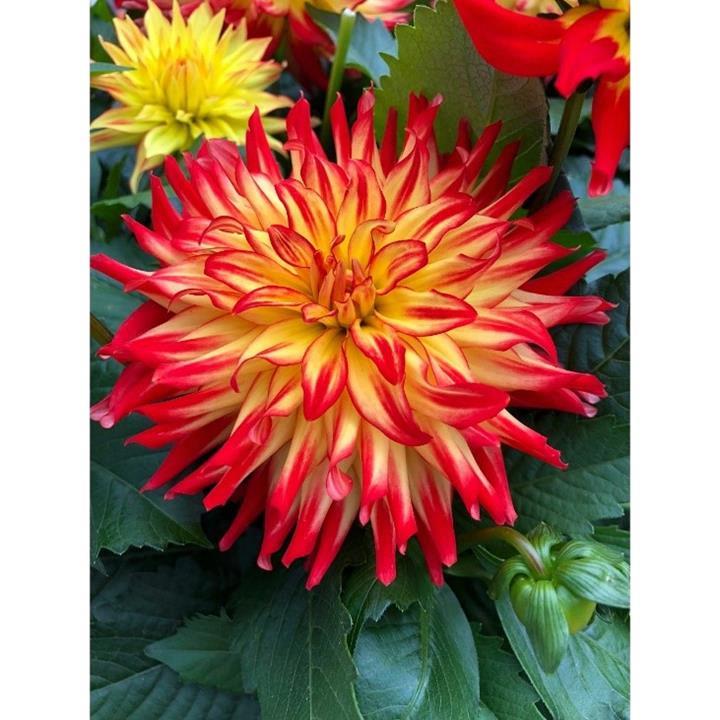 Dahlia Hypnotica Icarus