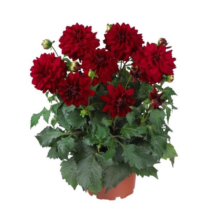 Dahlia Hypnotica® Red