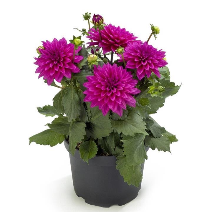 Dahlia Labella® Maggiore Deep Rose℗