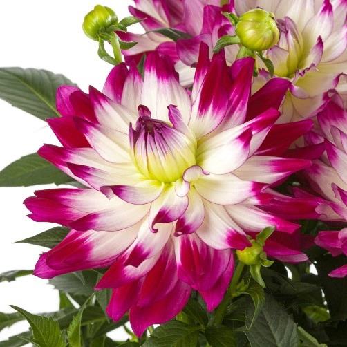 Dahlia Labella® Maggiore Rose Bicolore (blanc)