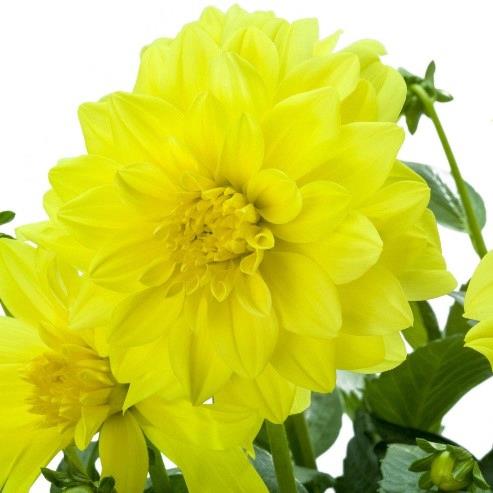 Dahlia Labella® Maggiore Yellow℗