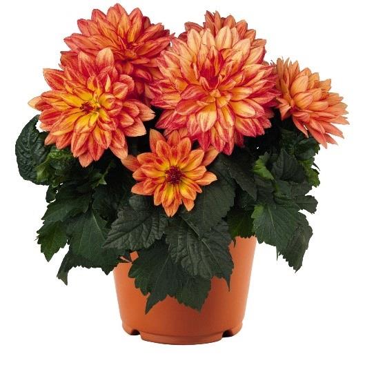 Dahlia XXL Tabasco