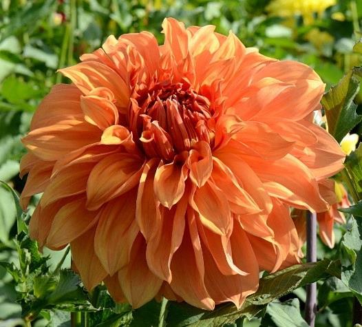 Dahlia Géant Dinnerplate Clyde's Choice