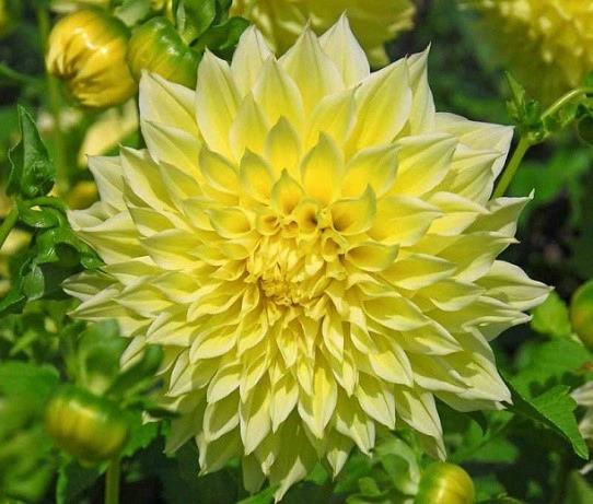 Dahlia Géant Dinnerplate Kelvin Floodlight