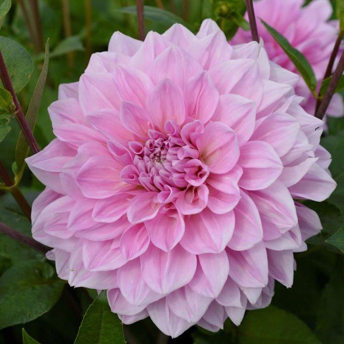 Dahlia Géant Dinnerplate Lavender Perfection