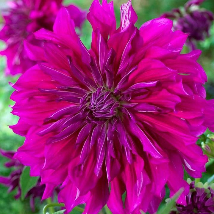 Dahlia Géant Dinnerplate Purple Taiheijo