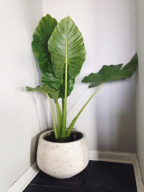 Alocasia Calidora 