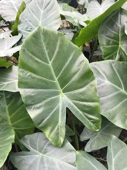 Alocasia ‘Kuching Mask’