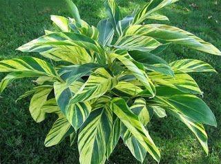 Alpinia zerumbet 'variegata' (gingembre coquille) 
