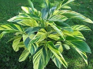 Alpinia zerumbet 'variegata' (gingembre coquille)
