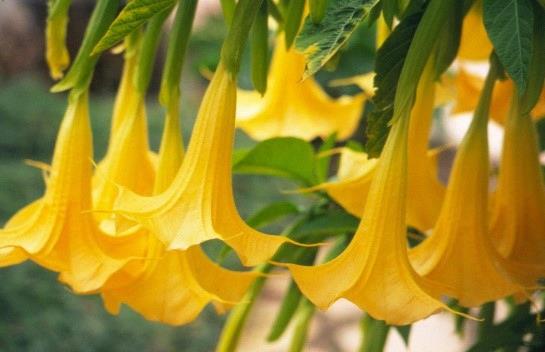 Brugmansia jaune (Trompette des anges)