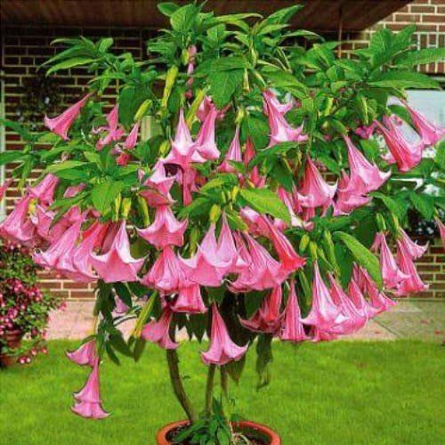 Brugmansia rose (Trompette des anges)