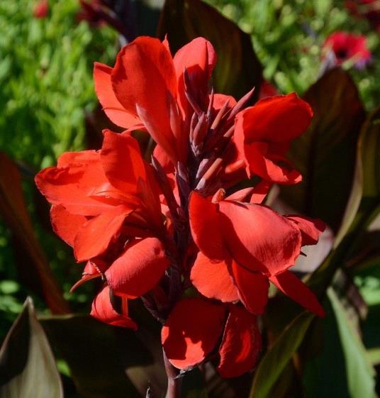 Canna Cannova® ‘Bronze Scarlet’