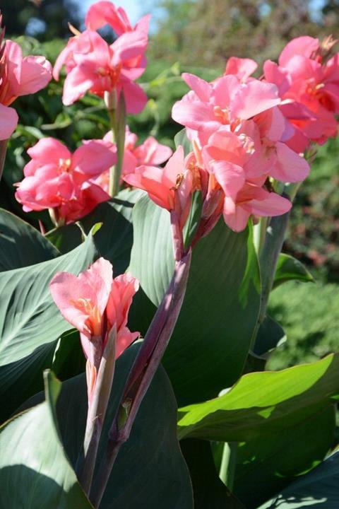 Canna Cannova® ‘Rose’