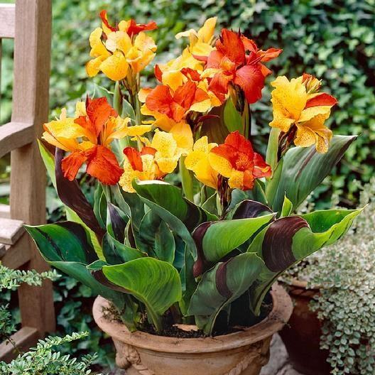 Canna ‘Cleopatra’