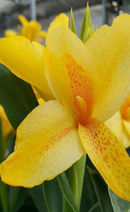 Canna Deluxe ‘Electric Lemonade’