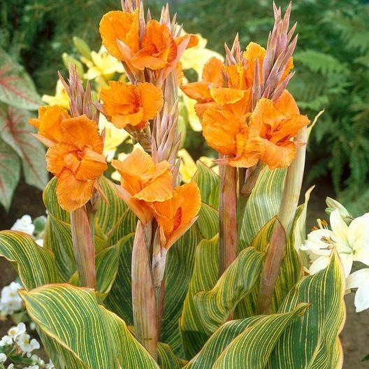 Canna ‘Pretoria’