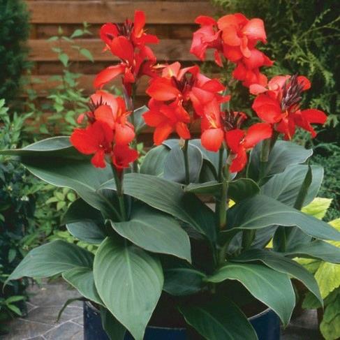 Canna Toucan® Dark Orange 