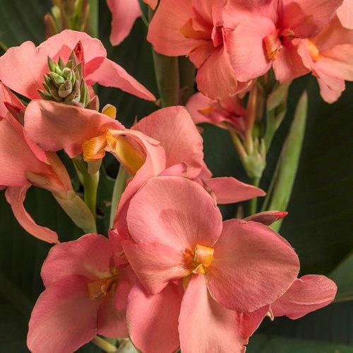 Canna Toucan® Coral