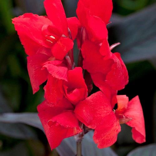 Canna Toucan® Scarlet