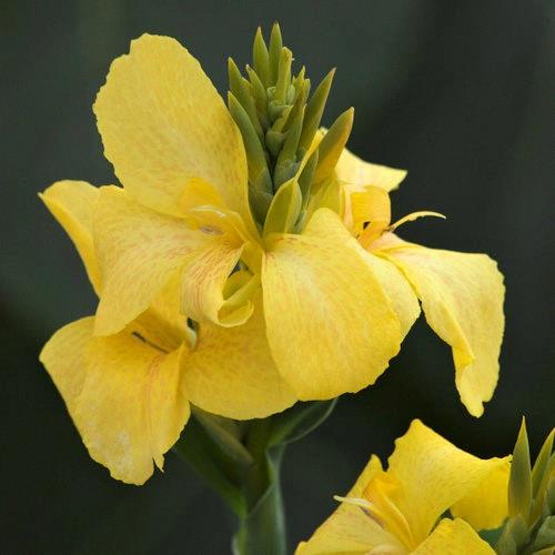 Canna Toucan® Yellow